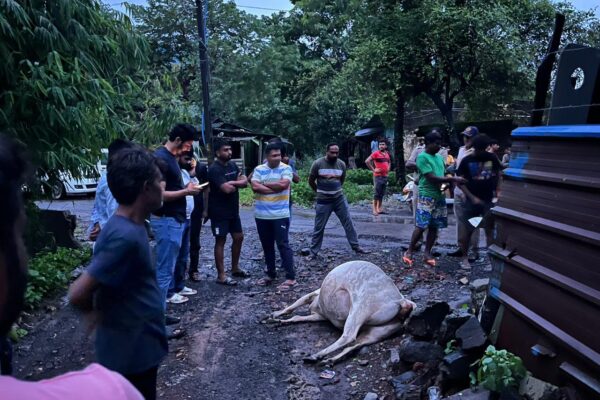 ભીમપોર ક્વોરીના રસ્તામાં અંડર ગ્રાઉન્ડ વીજ કરંટ લીકેજ થતાં ગાયનું કરુણ મોત