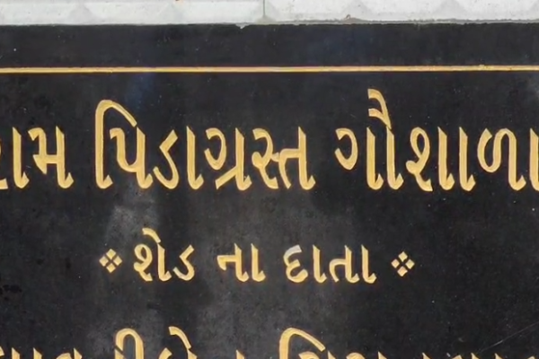 દમણની ગૌશાળામાં ગૌવંશના મોતનો આંકડો 56ને પાર