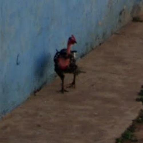 Chicken road - Descubre el Misterio detrás del Juego Fuego de la Chicken Road en España