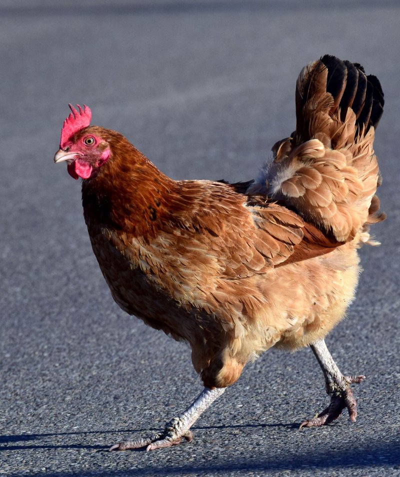 Chicken road online - El Juego de Azar de Chicken Road: La Experiencia de Casino en Línea en España